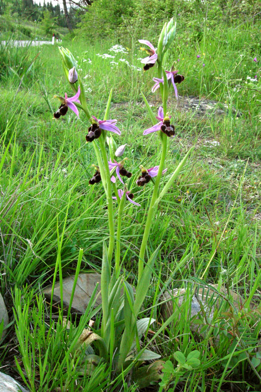 Ophrys x vespertilio